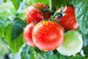 tomatoes GettyImages-471389011
