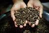 Freshly roasted coffee beans from a Fairtrade cooperative in Indonesia. Credit - Nathalie Bertrams
