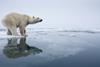 Stranded polar bear Getty Images