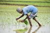 Farmer in Bangladesh