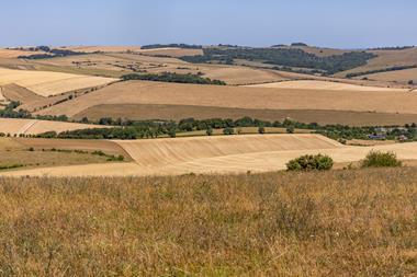 UK Heatwave crops