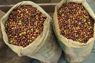 coffee_beans_GettyImages-114361980
