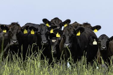 Beef cattle