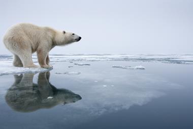 Stranded polar bear Getty Images