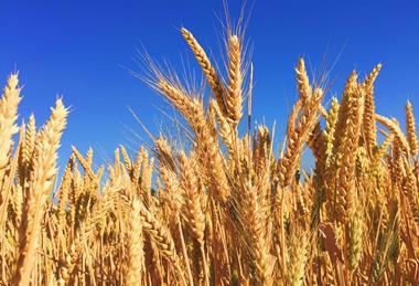 wheat farming unsplash