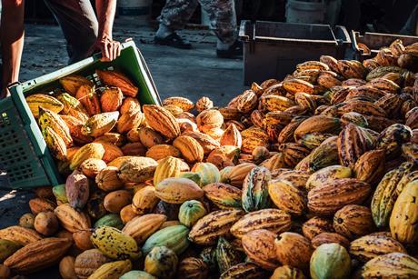 cocoa pods - getty